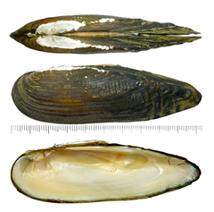 Lanceolaria acrorrhyncha