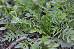 Capsella bursa-pastoris