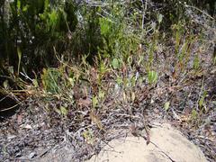Centella dolichocarpa