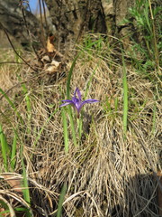 Iris uniflora