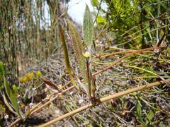 Centella dolichocarpa