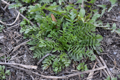 Capsella bursa-pastoris
