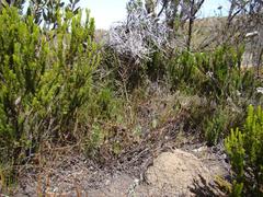 Centella dolichocarpa