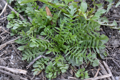 Capsella bursa-pastoris