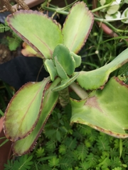 Kalanchoe crenata