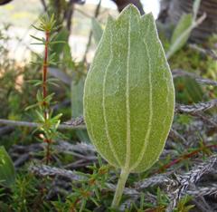 Centella dolichocarpa