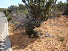 Centella dolichocarpa