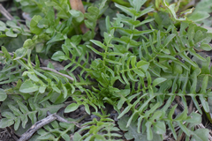 Capsella bursa-pastoris