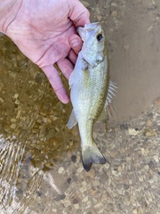 Micropterus haiaka