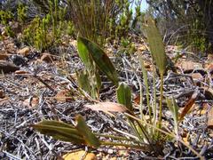 Centella dolichocarpa