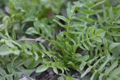 Capsella bursa-pastoris