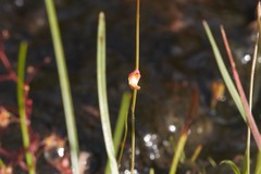 Utricularia chrysantha