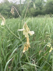 Lathyrus pannonicus