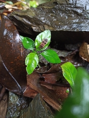 Physopelta fusciscutellata