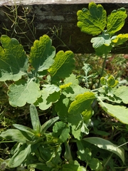 Chelidonium majus