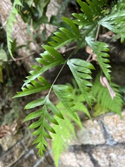 Pteris semipinnata