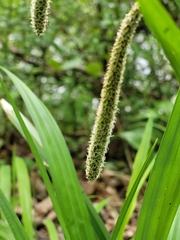 Carex agastachys