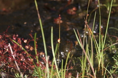 Utricularia chrysantha