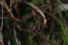 Utricularia chrysantha