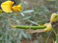 Calobota cytisoides