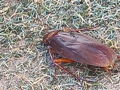 Periplaneta brunnea