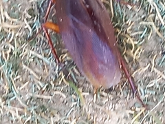 Periplaneta brunnea