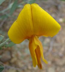 Calobota cytisoides