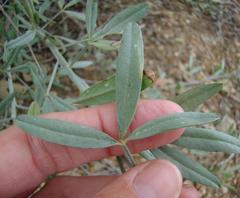 Calobota cytisoides