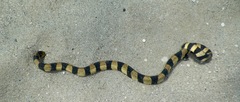 Hydrophis coggeri