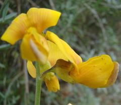 Calobota cytisoides