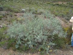 Calobota cytisoides