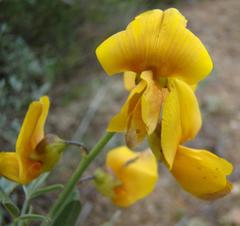 Calobota cytisoides