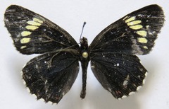 Chlosyne melanarge