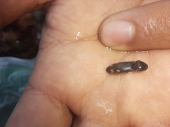 Conoderus semimarginatus