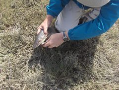 Mustelus