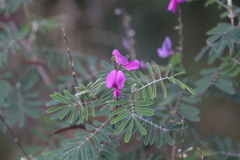 Tephrosia astragaloides