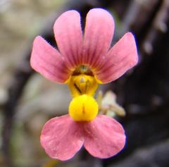 Nemesia pageae