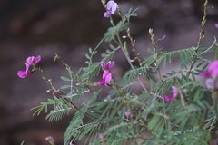 Tephrosia astragaloides