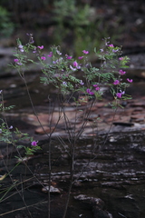 Tephrosia astragaloides