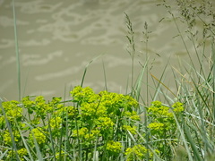 Euphorbia verrucosa
