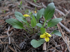 Viola praemorsa linguifolia