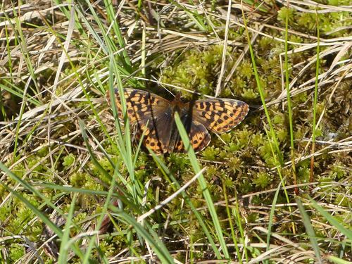 Frigga Fritillary photo 5
