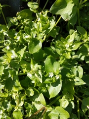 Stellaria media