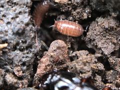 Trichoniscus pusillus