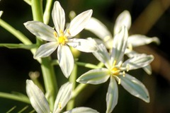 Ornithogalum narbonense