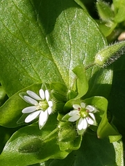 Stellaria media