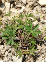Potentilla heptaphylla