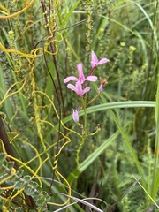 Disa gladioliflora gladioliflora