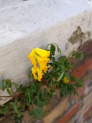 Pseudofumaria lutea