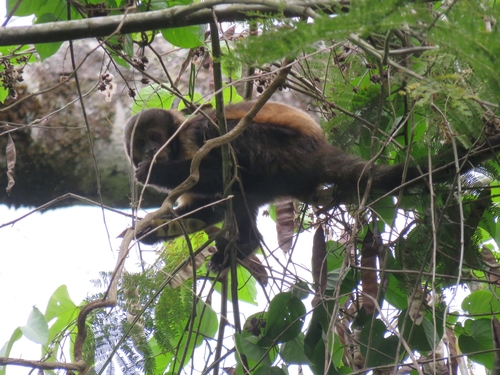 Buff-headed Capuchin